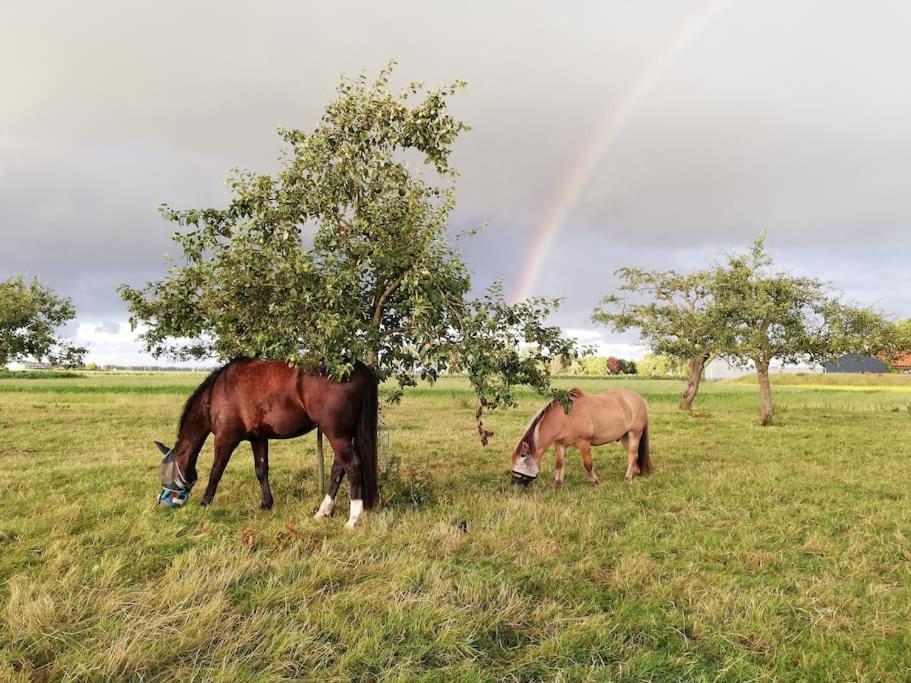 'T Winkeltje - Vakantiehuisje Op Boerderij Huize Blokland Hem Exterior foto